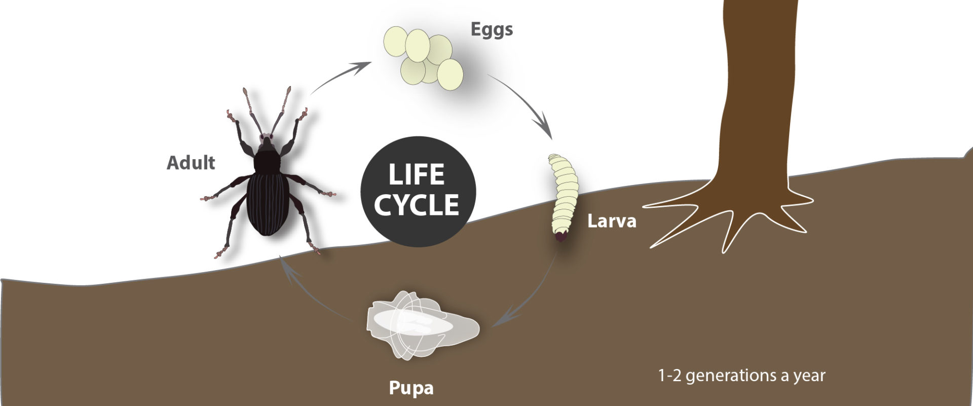 Black Wine Weevil Life Cycle BioBee South Africa