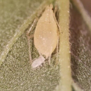 Cannabis aphid