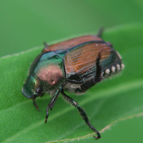 Japanese bettle main - BioBee South Africa