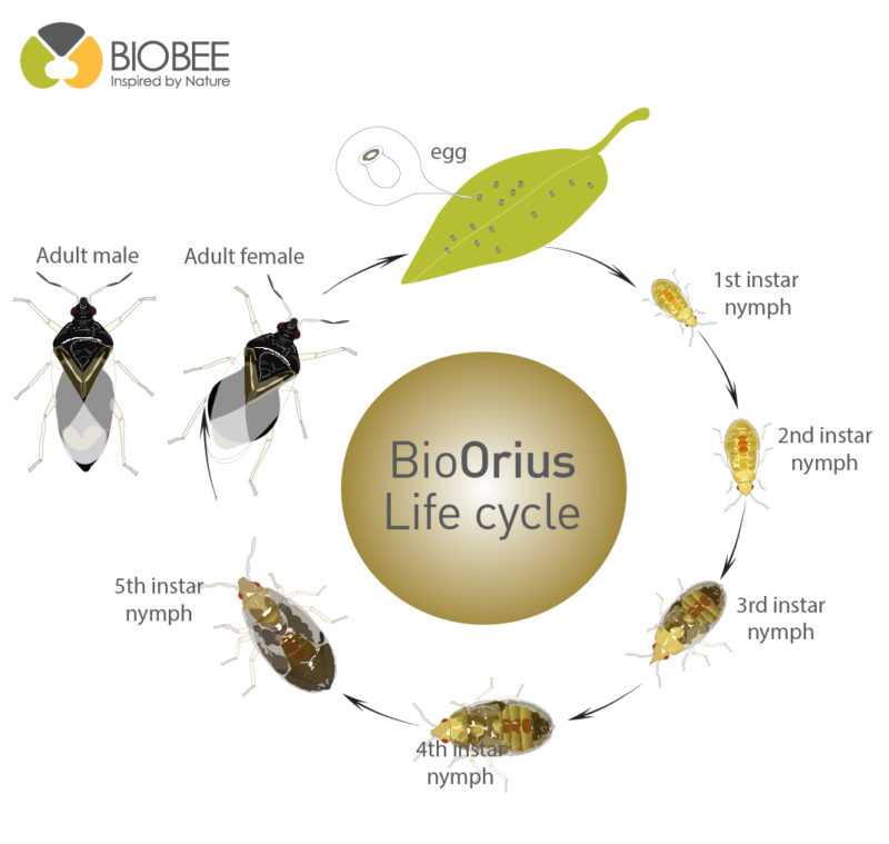 Orius laevigatus life cycle - BioBee South Africa