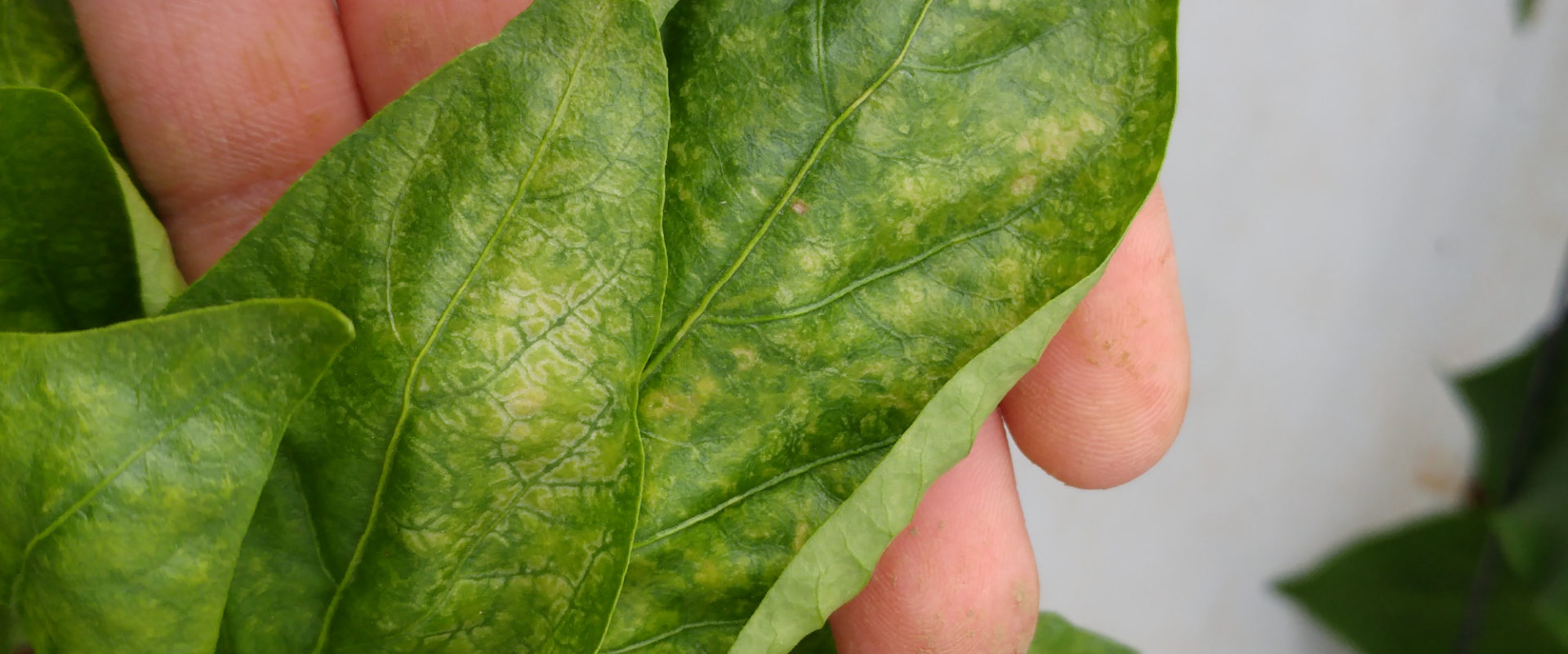Thrips damage 1 - BioBee South Africa