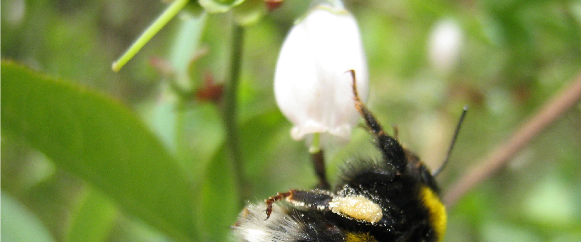 blueberry pollination - BioBee South Africa