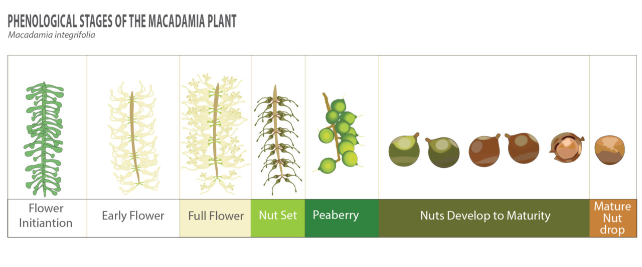 phenological-stages-of-macadamia-plant-biobee-south-africa