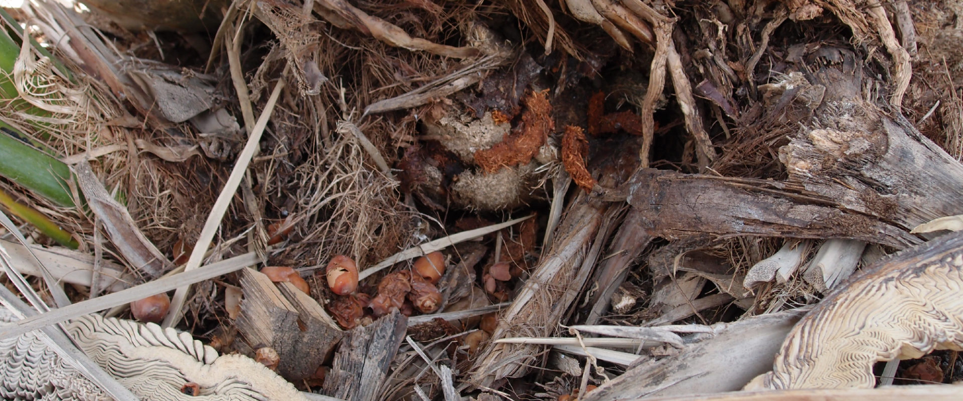 Red Palm Weevil Pupae - Biobee South Africa