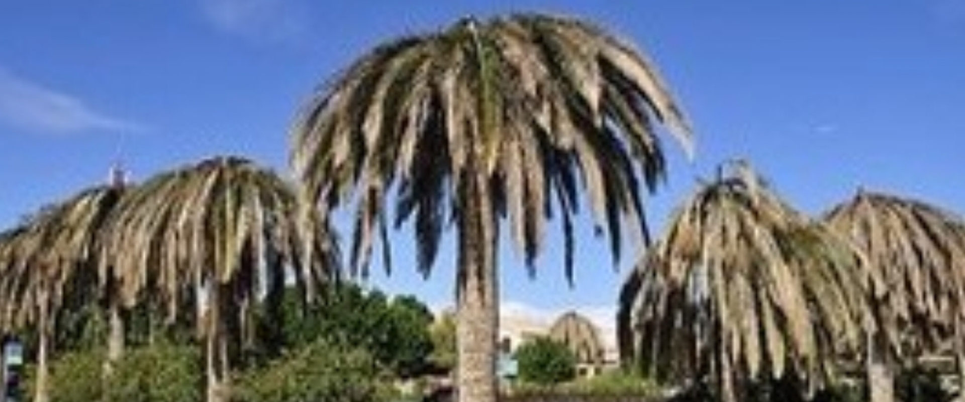 sick palm trees BioBee South Africa