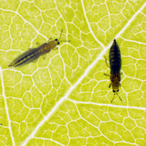 Tobacco thrips